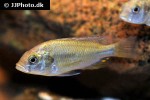 haplochromis species hippo point salmon haplochromis species hippo point salmon