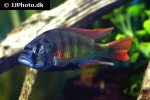haplochromis species hybrid haplochromis species hybrid