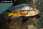 haplochromis species orange rock hunter haplochromis species orange rock hunter
