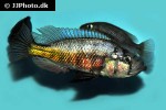 haplochromis species orange rock hunter haplochromis species orange rock hunter
