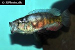 haplochromis species orange rock hunter haplochromis species orange rock hunter