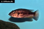 haplochromis species orange rock hunter haplochromis species orange rock hunter