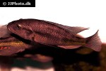 haplochromis species orange rock hunter haplochromis species orange rock hunter