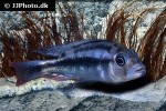 haplochromis species serranus haplochromis species serranus