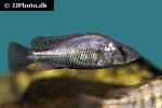 haplochromis species silver stilleto haplochromis species silver stilleto