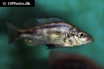 haplochromis species silver stilleto haplochromis species silver stilleto
