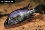 haplochromis species silver stilleto haplochromis species silver stilleto