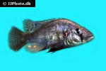haplochromis species silver stilleto haplochromis species silver stilleto