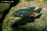 haplochromis thereuterion haplochromis thereuterion