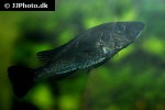 haplochromis thereuterion haplochromis thereuterion