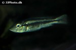 haplochromis thereuterion haplochromis thereuterion