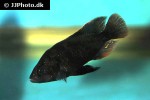 haplochromis xanthopteryx haplochromis xanthopteryx