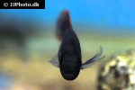 haplochromis xanthopteryx haplochromis xanthopteryx