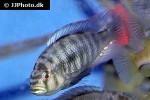 neochromis rufocaudalis neochromis rufocaudalis