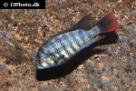 neochromis rufocaudalis neochromis rufocaudalis