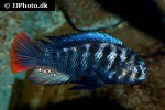 neochromis rufocaudalis neochromis rufocaudalis