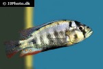 neochromis simotes neochromis simotes