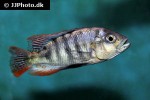 neochromis simotes neochromis simotes