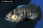neochromis simotes neochromis simotes