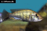 neochromis simotes neochromis simotes