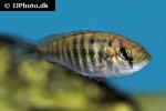 neochromis simotes neochromis simotes