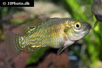 pseudocrenilabrus multicolor victoriae pseudocrenilabrus multicolor victoriae