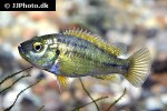 pseudocrenilabrus multicolor victoriae pseudocrenilabrus multicolor victoriae