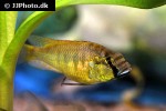 pseudocrenilabrus multicolor victoriae pseudocrenilabrus multicolor victoriae