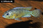 pseudocrenilabrus multicolor victoriae pseudocrenilabrus multicolor victoriae