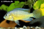 pseudocrenilabrus multicolor victoriae pseudocrenilabrus multicolor victoriae