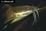 clarias batrachus clarias batrachus