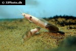 clarias batrachus clarias batrachus