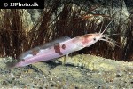 clarias batrachus clarias batrachus