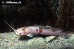 clarias batrachus clarias batrachus