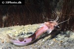 clarias batrachus clarias batrachus