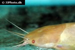 clarias batrachus albino clarias batrachus albino