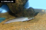 clarias camerunensis clarias camerunensis
