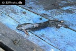 clarias gariepinus clarias gariepinus