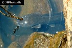 clarias gariepinus clarias gariepinus