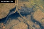 clarias gariepinus clarias gariepinus