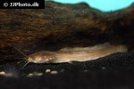 clarias jaensis clarias jaensis