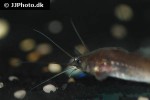 clarias jaensis clarias jaensis