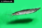 clarias nieuhofii clarias nieuhofii