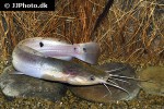 clarias theodorae clarias theodorae