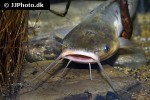 clarias theodorae clarias theodorae