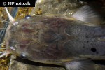 clarias theodorae clarias theodorae