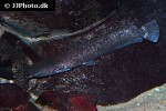 clarias theodorae clarias theodorae