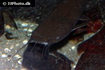 clarias theodorae clarias theodorae