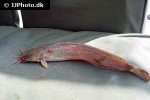 clarias werneri clarias werneri