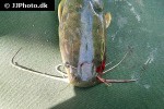 clarias werneri clarias werneri